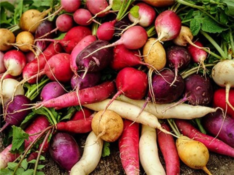 JandL mixed heirloom Radish collection 3 gms seeds